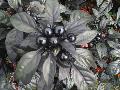 Black Pearl Ornamental Pepper / Capsicum annuum 